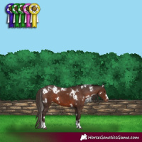 Horse Color:White Spotted Liver Chestnut Appaloosa
