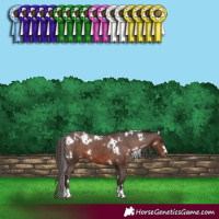 Horse Color:White Spotted Liver Chestnut Appaloosa 