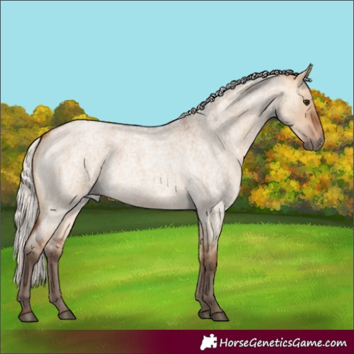 Horse Color:Silver Bay Roan Dun Rabicano 