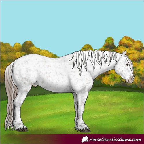 Horse Color:White Spotted Grullo Roan Snowflake Varnish