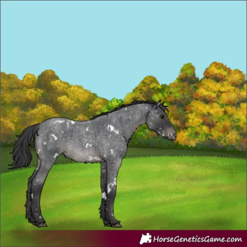 Horse Color:White Spotted Blue Roan Appaloosa 