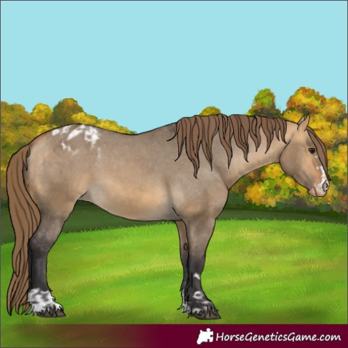 Horse Color:Buckskin Dun Appaloosa and Buckskin Dun Appaloosa