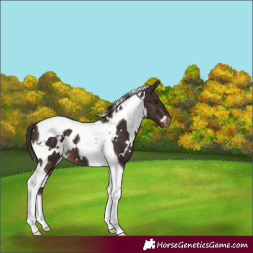 Horse Color:White Spotted Liver Chestnut Tobiano 