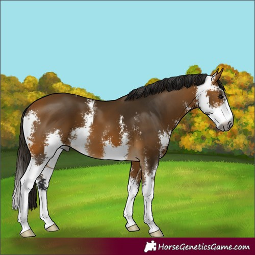 Horse Color:Gray Buckskin Sabino 