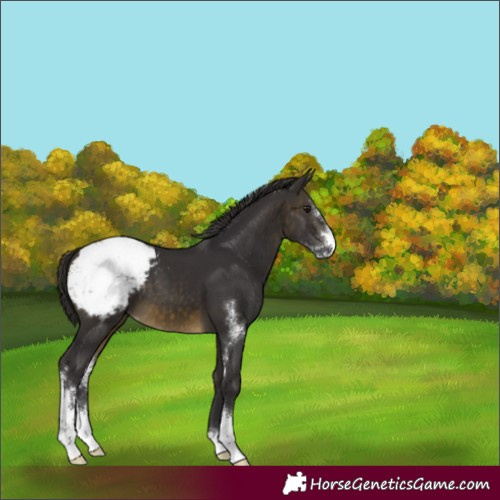 Horse Color:Buckskin Sabino Appaloosa 