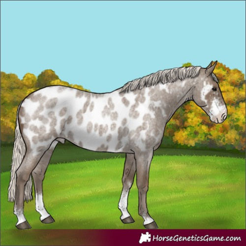 Horse Color:Silver Smoky Blue Roan Sabino Appaloosa 
