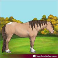 Horse Color:Amber Champagne Tobiano