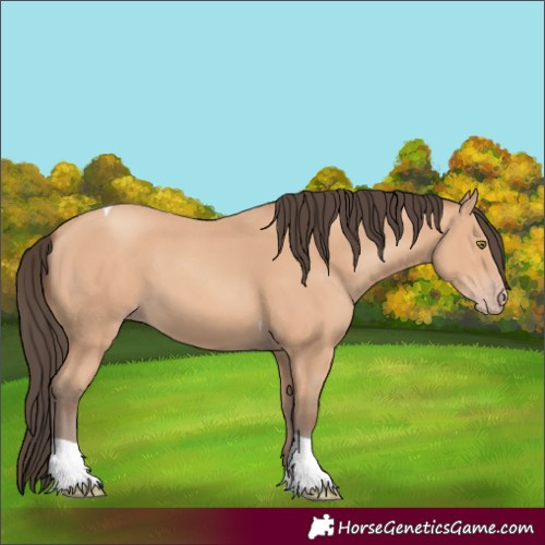Horse Color:Amber Champagne Tobiano