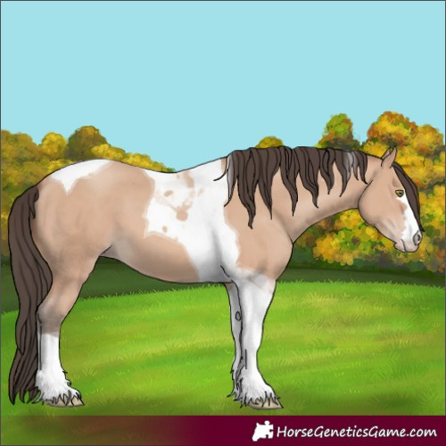 Horse Color:Amber Champagne Tobiano