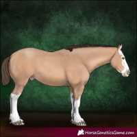 Horse Color:Amber Champagne Splash 