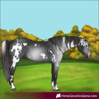 Horse Color:Gray White Spotted Liver Chestnut