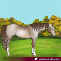 Horse Color:Gray Buckskin Pearl