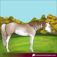 Horse Color:Gray Smoky Black Pearl Splash