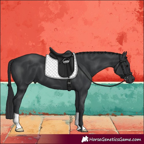 Horse Color:Black 