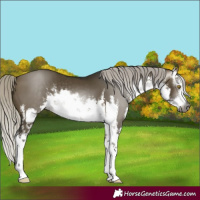 Horse Color:Gray White Spotted Silver Buckskin Dun 