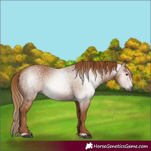 Horse Color:Unknown 
