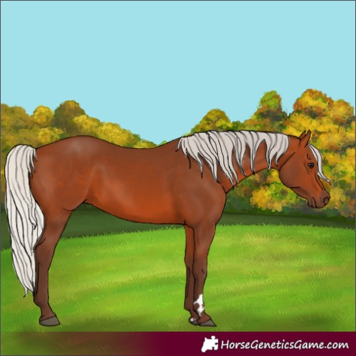 Horse Color:Silver Bay 