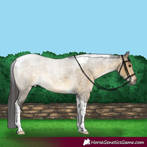 Horse Color:Buckskin Roan Dun Tobiano 
