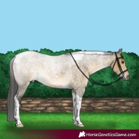 Horse Color:Buckskin Roan Dun Tobiano 