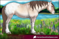 Horse Color:Amber Champagne Ice Onyx Tobiano Appaloosa 