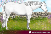 Horse Color:Silver Black Snowdrop Pearl Appaloosa 