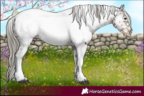 Horse Color:Liver Chestnut Mushroom Tobiano Appaloosa 