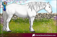 Horse Color:Liver Chestnut Mushroom Tobiano Appaloosa