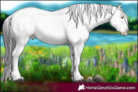 Horse Color:White Spotted Brown Sabino Appaloosa 