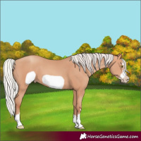 Horse Color:Silver Amber Champagne Frame