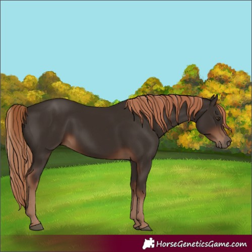 Horse Color:Unknown 