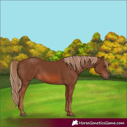 Horse Color:Chestnut 