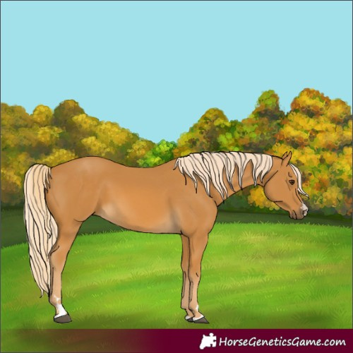 Horse Color:Palomino 