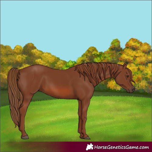 Horse Color:Chestnut 