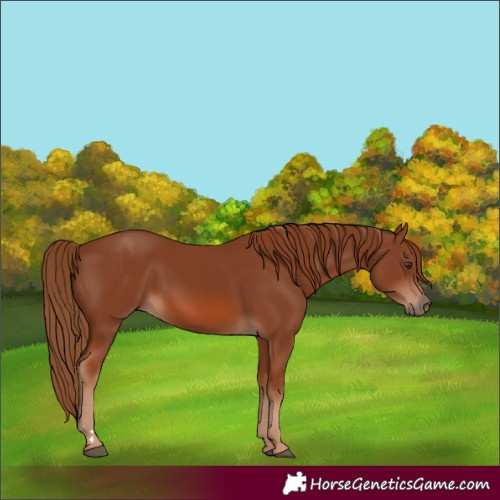 Horse Color:Chestnut 
