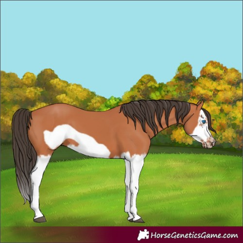 Horse Color:Bay Splash Frame 
