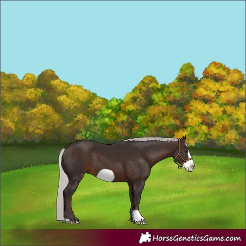 Horse Color:Silver Brown Frame 