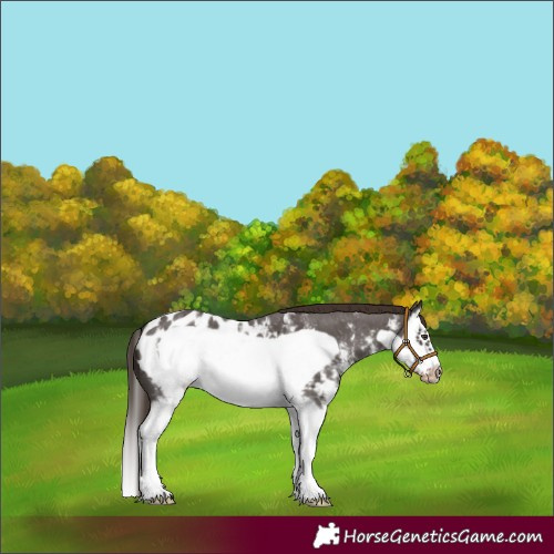 Horse Color:Liver Chestnut Sabino Splash Frame Appaloosa 