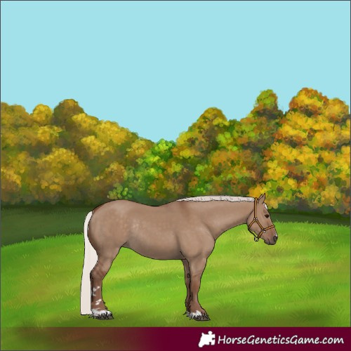 Horse Color:Silver Grullo Rabicano 
