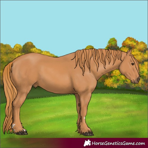 Horse Color:Chestnut 
