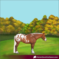 Horse Color:Silver Bay Appaloosa 