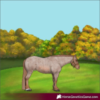 Horse Color:Red Roan Appaloosa 