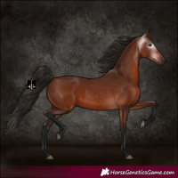 Horse Color:Gray Bay 