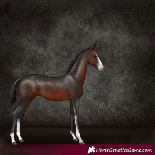 Horse Color:Brown Sabino
