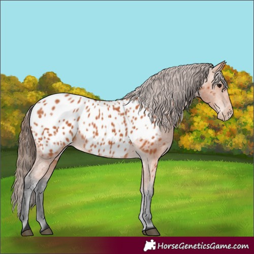 Horse Color:Bay Near Leopard