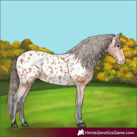 Horse Color:Bay Appaloosa