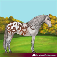 Horse Color:Bay Appaloosa 