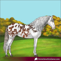 Horse Color:Bay Appaloosa 