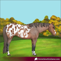 Horse Color:Bay Appaloosa 