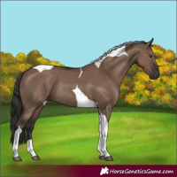 Horse Color:Liver Red Dun Tobiano Rabicano 