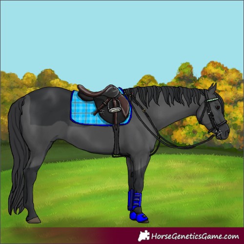 Horse Color:Black 
